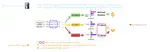 Is Knowledge in Multilingual Language Models Cross-Lingually Consistent?